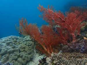 <strong>Lire la suite</strong><br>Jardin sous marin des Raja Ampat Jardin sous marin des Raja Ampat
